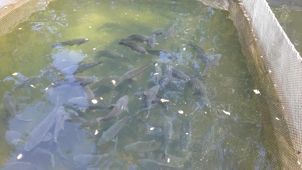 فندق Holiday Park Ranchoto كيركوفو المظهر الخارجي الصورة